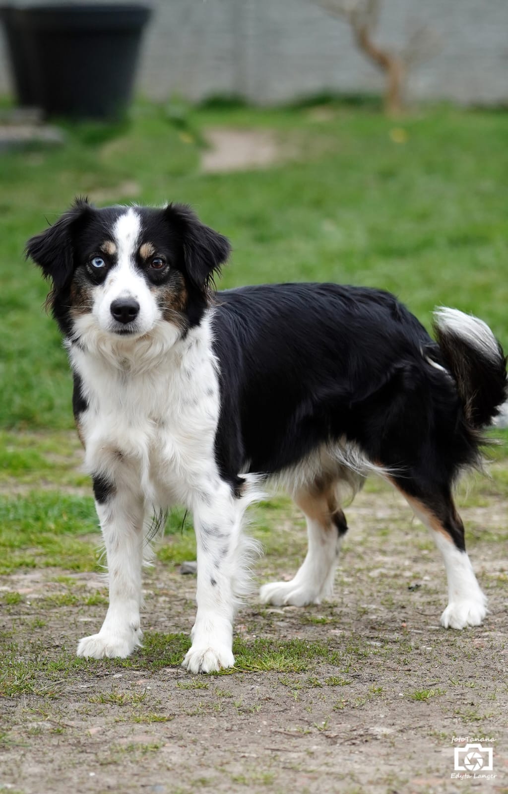 SANDI Saklavi Dog's-zdjecie2