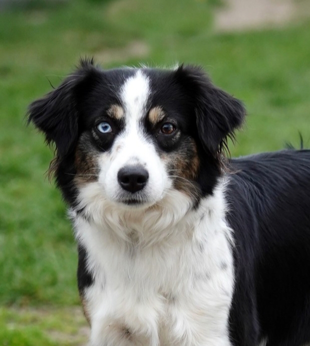 SANDI Saklavi Dog's-zdjecie3