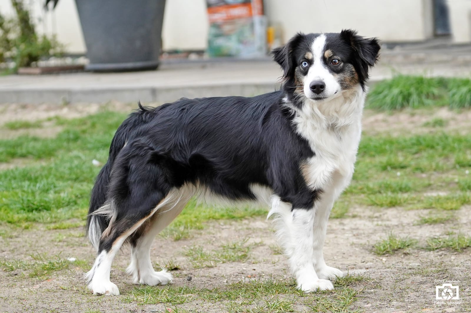 SANDI Saklavi Dog's-zdjecie4